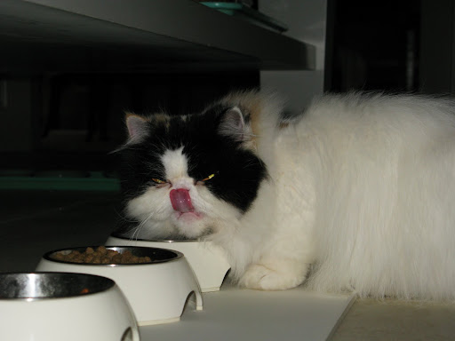 That little wench!  She was just playing with us!  We'll get her!