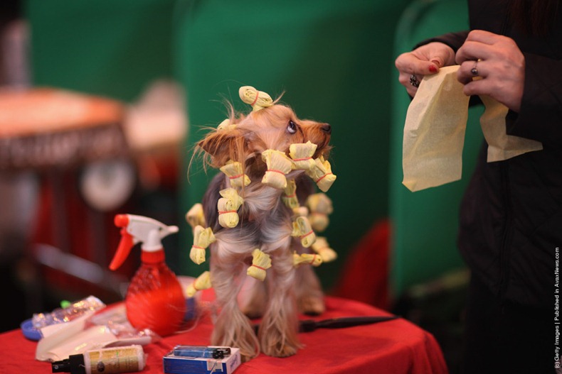 crufts-2012-9 crufts-2012-9