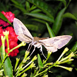 Hummingbird Moth visits
