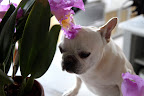 That's right Franny.  They are often used in corsages, but I think this one would look nice behind my ear, don't you think?