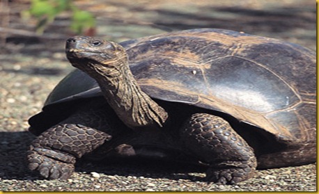 Foto Galapagos Tartarughe Giganti 2 Foto Galapagos Tartarughe Giganti 2