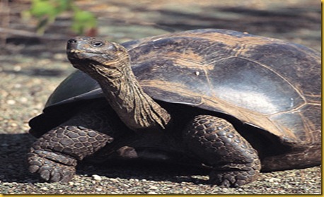 Foto Galapagos Tartarughe Giganti 2