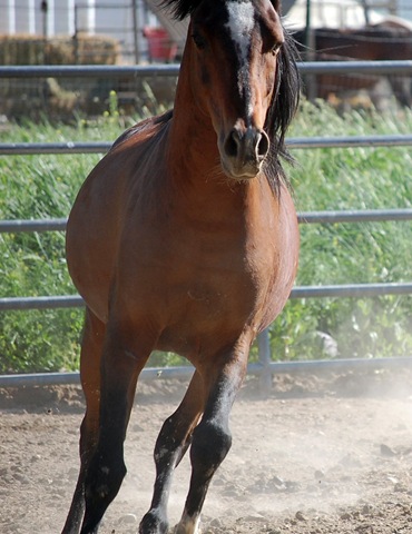 [horses2011152.jpg]