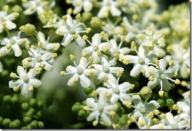 elderflower1