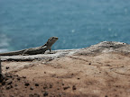 Teneriffas Fauna
