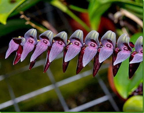 OR Stelis kefersteiniana