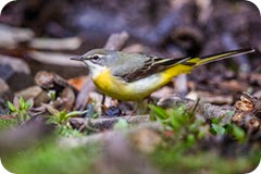 gray_wagtail gray_wagtail