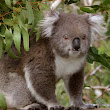 Koala in Tree.jpg Koala in Tree.jpg