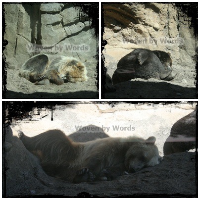 [Zoo32.jpg]