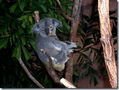 2004.08.25-070 koala