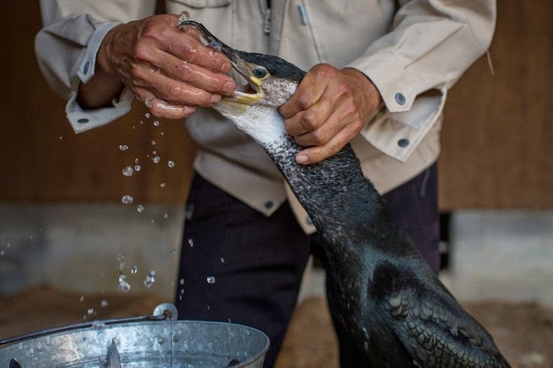 cormorant-fishing-16