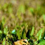 donut in the backyard.jpg