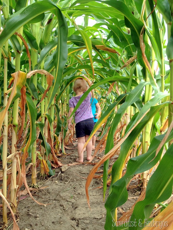 Cornfield Exploration {Sawdust and Embryos}