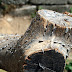 Tronc d'arbre aux ex-voto