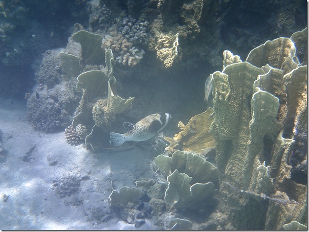underwater underwater
