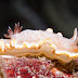 Glossodoris poliahu - Photo (c) DavidR.808, some rights reserved (CC BY-NC-SA)