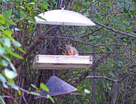 Squirrel-proof Feeder