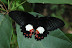 Papilio ambrax lutosa FRUHSTORFER, 1908, femelle. Warkapi, Arfak, 27 août 2007. Photo : G. Zakine
