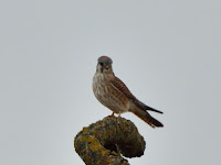 DSC_7634.jpg