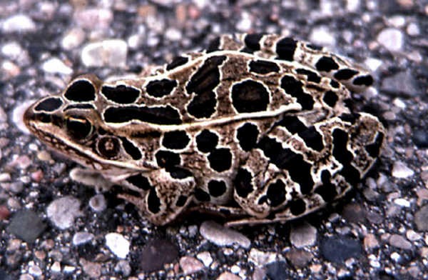 8- Sapo Leopardo 8- Sapo Leopardo