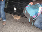 Yes, that is a dog