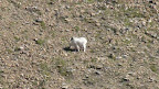 glacier_national_park_-_2009