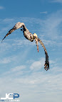 brown-pelican-soaring-vertical-florida-fine-art-st-petersburg.jpg