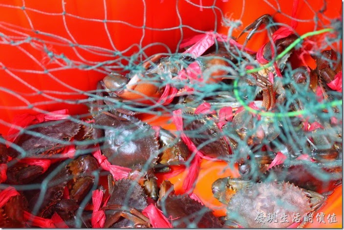 台南-阿美深海鮮魚湯。旁邊的桶子內有活跳跳的紅蟳極處女蟳可以挑選。