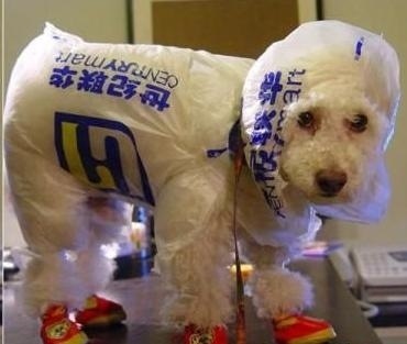 [hurricane-sandy-dogs-21%255B2%255D.jpg]