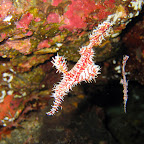Ghostpipefish