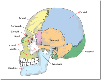 skull