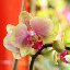 orchid_0069.JPG