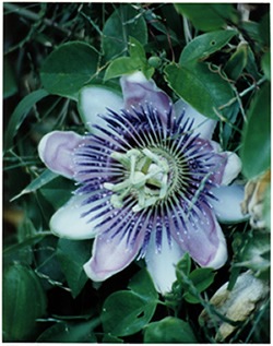 [PASSIO%257E4%255B3%255D.jpg]