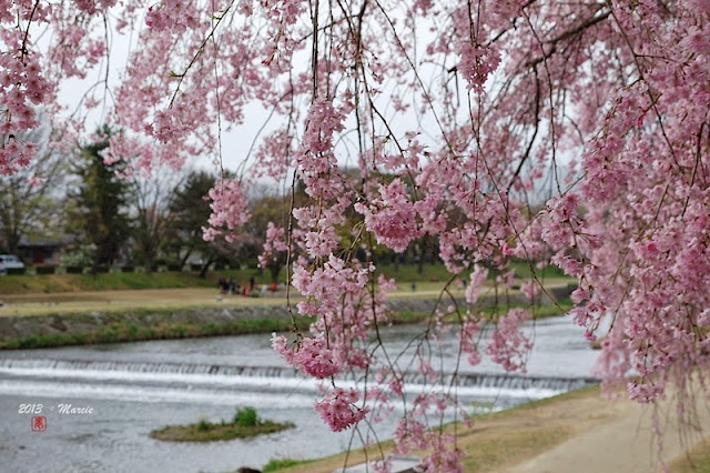 日本 京都 半木之道 櫻