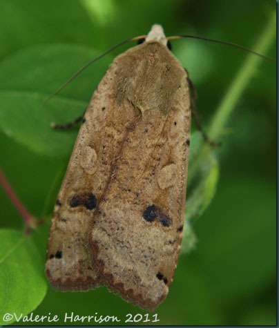 large-yellow-underwing large-yellow-underwing