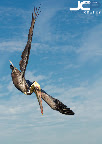I photographed these brown pelicans at The Pier as they prepared to dive into Tampa Bay for small, silvery fish. Read the photo story for how I made these images and to inquire about fine art print purchase: http://jasoncollinphotography.com/blog/2012/1/23/brown-pelican-bird-in-flight-st-petersburg-florida-fine-art.html