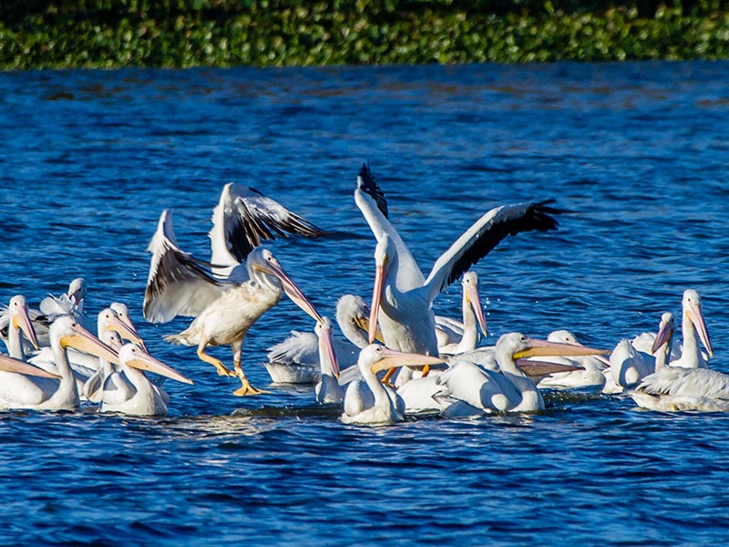 [LSU%2520Pelicans%2520gb121124%2520-%2520147-%2520%2528web%2529%255B4%255D.jpg]