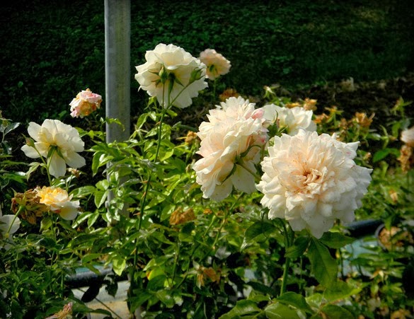 DSCN9727 DSCN9727