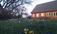 Forårsblomster Forårsblomster