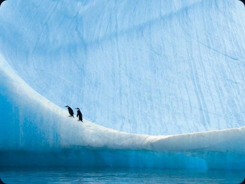 Polar Obsession9 Polar Obsession9