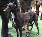 Swan, a beautiful Greyhound, won 