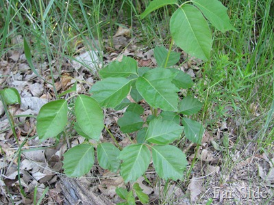 Poison Ivy in Minnesota