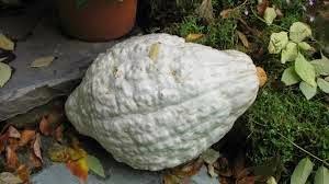 [Blue%2520Hubbard%255B3%255D.jpg]