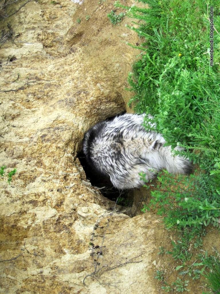 [Munson%2520checks%2520out%2520the%2520boar%2520cave%255B4%255D.jpg]