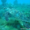 Hawksbill_turtle (3).jpg