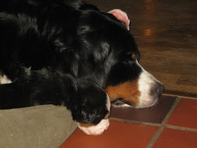  &ndash; Vi sover i mors hundekurv