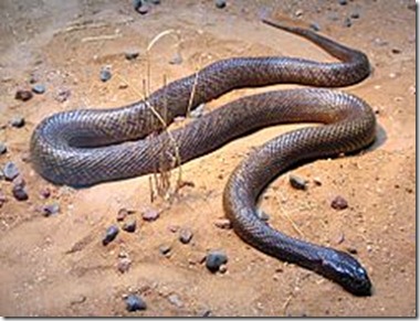 Inland taipan Inland taipan