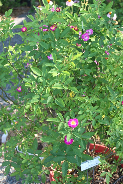 [IMG_3777%255B3%255D.jpg]