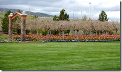 tptulips3