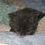 Renesme at 4 weeks old... Renesme at 4 weeks old...